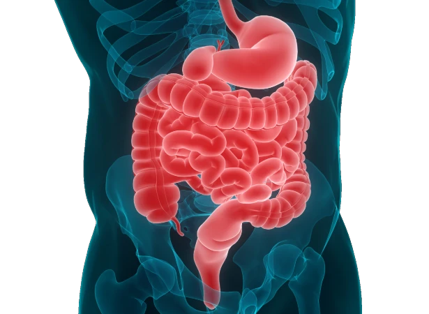 gastroenterology, colonoscopy and gastroscopy appoinments